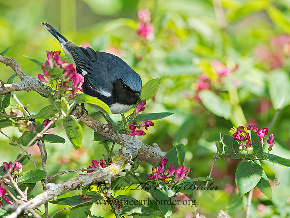 Setophaga caerulescens  BLACK-THROATED BLUE WARBLER 9038291z