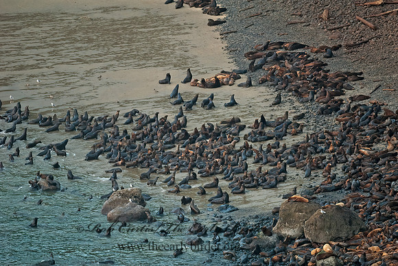 Zalophus californianus  CALIFORNIA SEA LION 7017343z