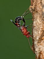 Chirotica PHYGADEUONTINI ICHNEUMON 9049594z