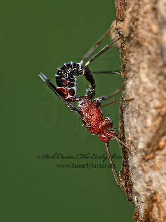 Chirotica  PHYGADEUONTINI ICHNEUMON 9049594z