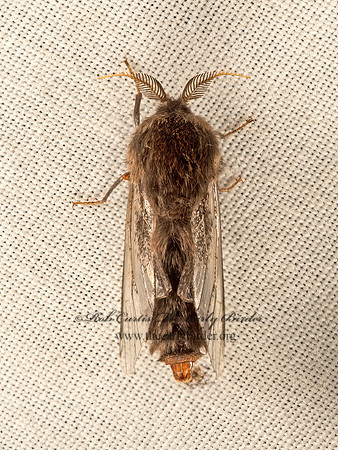 Thyridopteryx�ephemeraeformis  EVERGREEN BAGWORM MOTH 9053008z