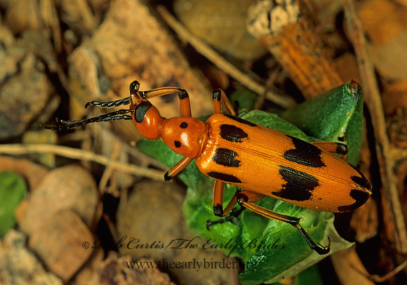 Pyrota concinna 70526z