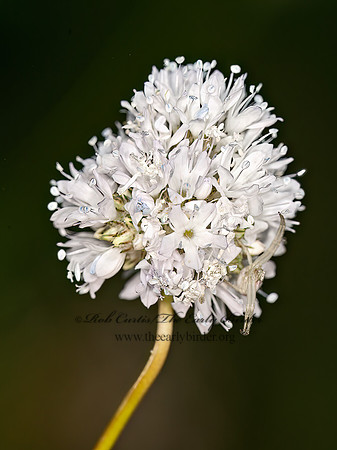 Gilia capitata  BLUEHEAD GILIA 8036875z