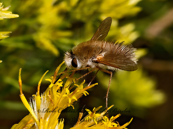 Anastoechus BEE FLY 3024080z