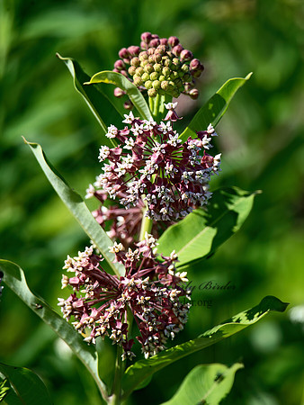 Asclepias syriaca  COMMON MILKWEED 9039989z