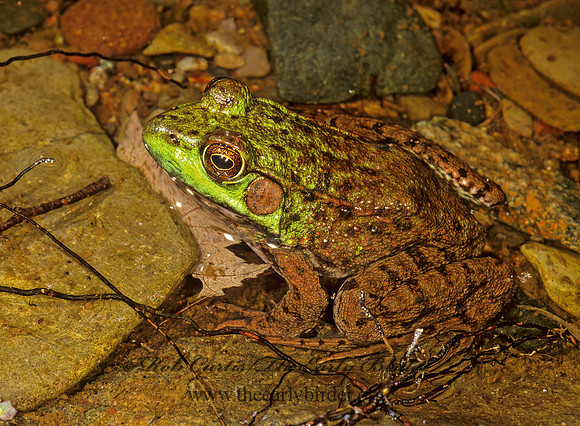 Lithobates clamitans melanota  NORTHERN GREEN FROG 1115204 z
