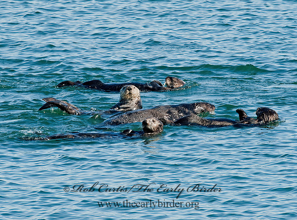 Enhydra lutris nereis  SOUTHERN SEA OTTER 8020395 z
