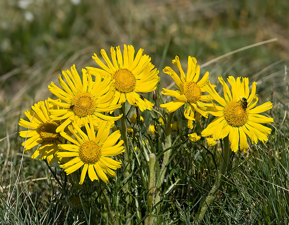 Hymenoxys grandiflora  ALPINE SUNFLOWER 6027310z