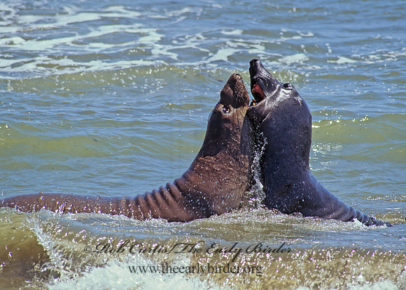 Mirounga angustirostris  NORTHERN ELEPHANT SEAL 110927z