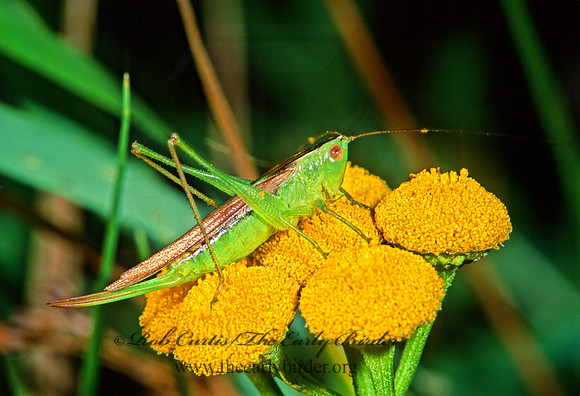 Conocephalus fasciatus   LESSER MEADOW KATYDID 211010