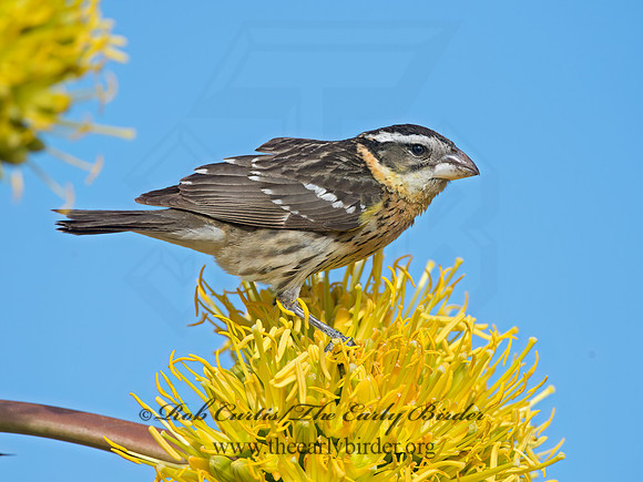 Pheucticus melanocephalus  BLACK-HEADED GROSBEAK 9056671z