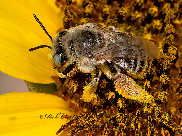 Melissodes  LONGHORN BEE 3025669z