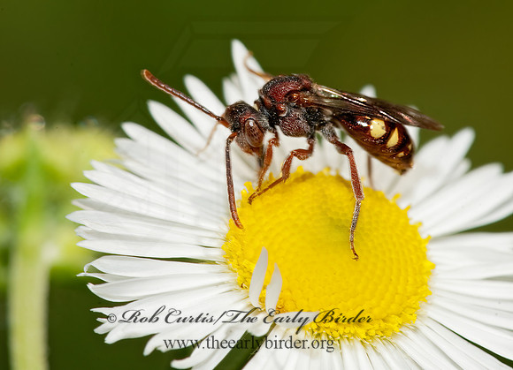 Nomada ruficornis grp  NOMAD BEE 8022749z