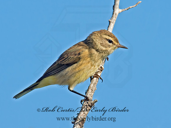 Setophaga palmarum  PALM WARBLER 9004031z