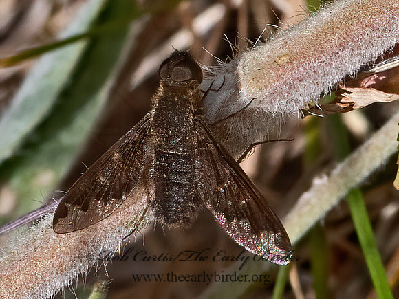 Hemipenthes  VILIINI BEE FLY 3024428z