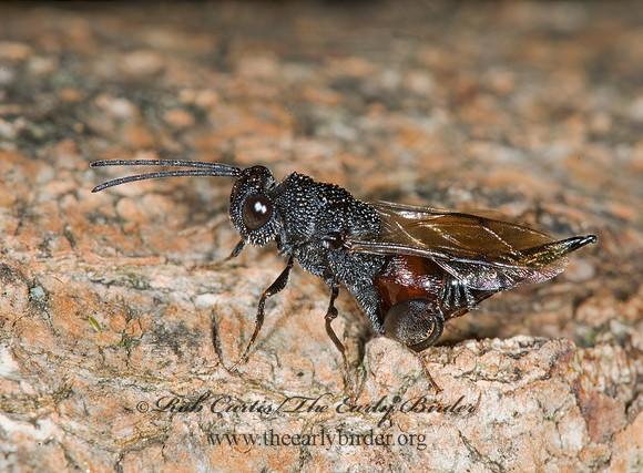 Phasgonophora sulcata 6009842z