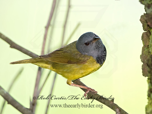Geothlypis philadelphia  MOURNING WARBLER 9039150z