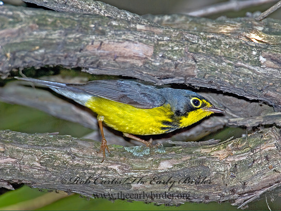Cardellina canadensis  CANADA WARBLER 6006303z