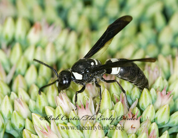 Monobia quadridens 6012702z