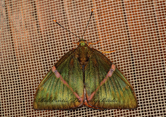 Telchin atymnius futilis CASTNIIID MOTH 195035z