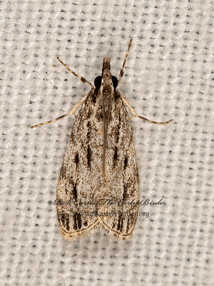 Eudonia strigalis  STRIPED EUDONIA 3026072z