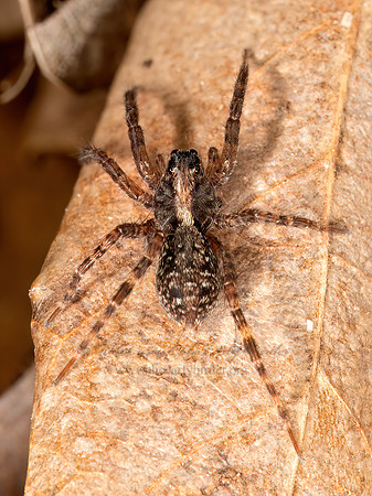 Schizocosa WOLF SPIDER 9087042z