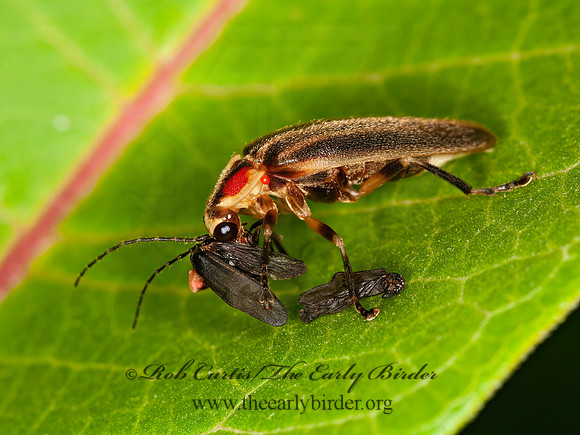 Photuris 3015960z