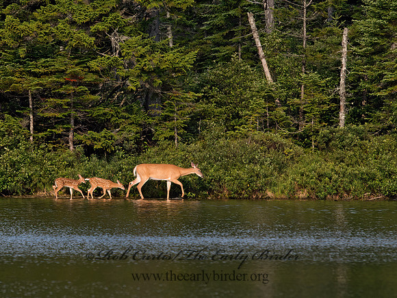 Odocoileus virginianus  WHITE-TAILED DEER 9036325z