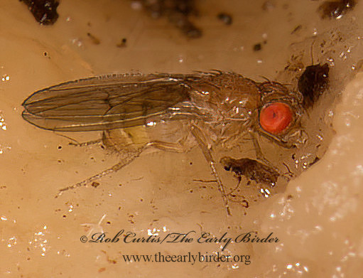 Drosophila VINEGAR FLY 9023902z