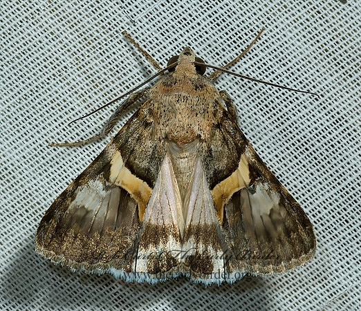Forsebia cinis  FORSEBIA MOTH 5005390 z