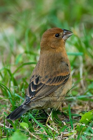Guiraca caerulea  BLUE GROSBEAK 7002347z