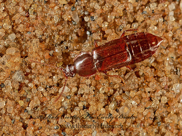Ommalinae 207709 z
