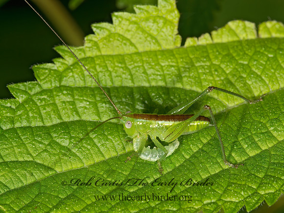 Conocephalus  9023824z