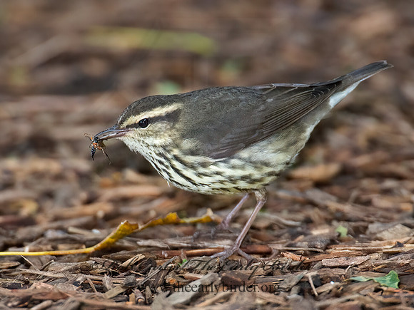 Parkesia noveboracensis  NORTHERN WATERTHRUSH 9005084z