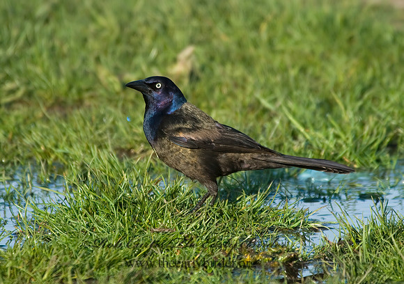 Quiscalus quiscula  COMMON GRACKLE 6003443z