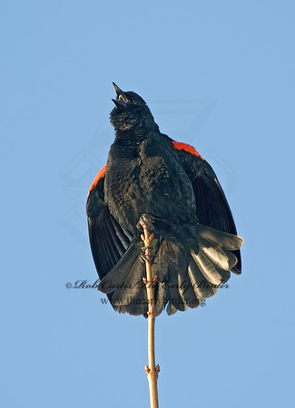 Agelaius phoeniceus  RED-WINGED BLACKBIRD 5004889z