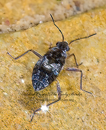 Froeschneria piligera 6022239 z