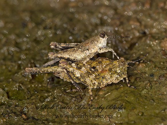 Paratettix cucullatus  HOODED GROUSE LOCUST 9048072z