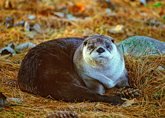 Lontra canadensis  RIVER OTTER 214231z