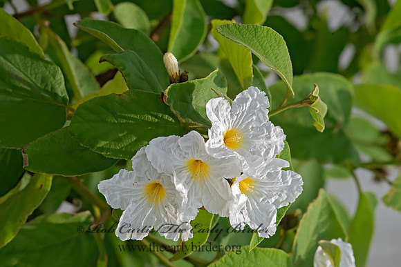 Cordia boissieri  ANACAHUITA 6039684z