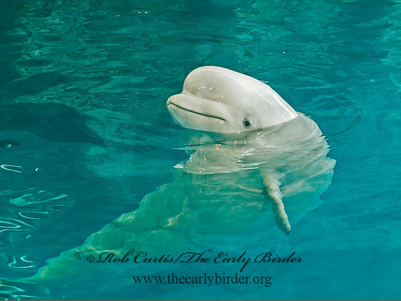 Delphinapterus leucas  BELUGA 4002725z