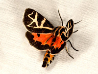 Apantesis figurata FIGURED TIGER MOTH 9047992z