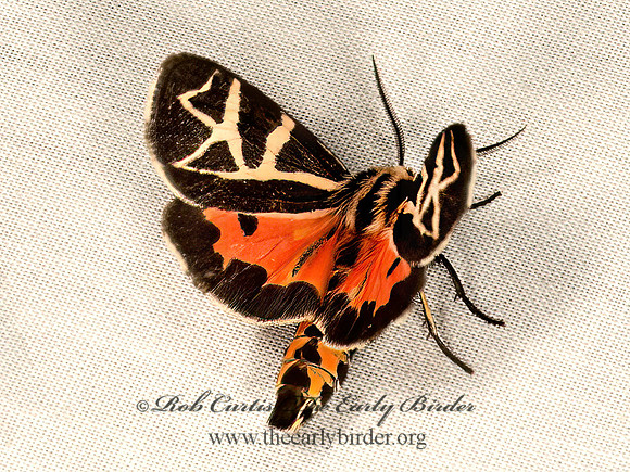 Apantesis figurata FIGURED TIGER MOTH 9047992z