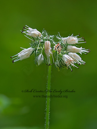 Hydrophyllum virginianum   VIRGINIA WATERLEAF 9063177z
