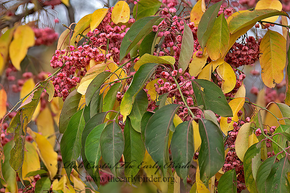 Euonymus atropurpureus  EASTERN WAHOO 6037360z