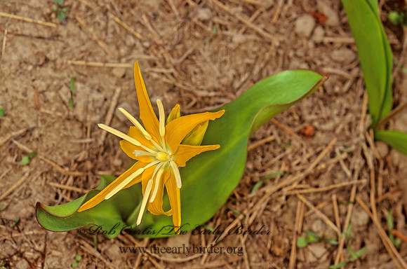Erythronium grandiflorum  DOGTOOTH VIOLET 113224z
