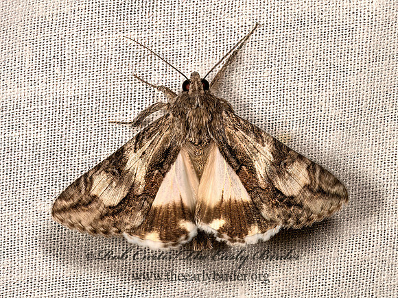 Melipotis jucunda  MERRY GRAPHIC MOTH 3034932z