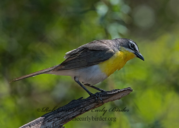 Icteria virens  YELLOW-BREASTED CHAT 3039907z