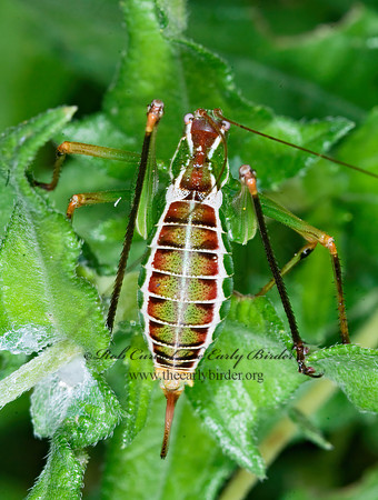 Dichopetala brevihastata  COMMON SHORT-WING KATYDID   7006165z