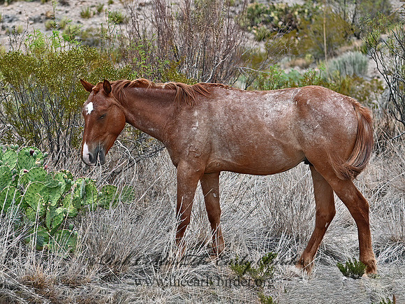 Equus caballus  HORSE 3038230z